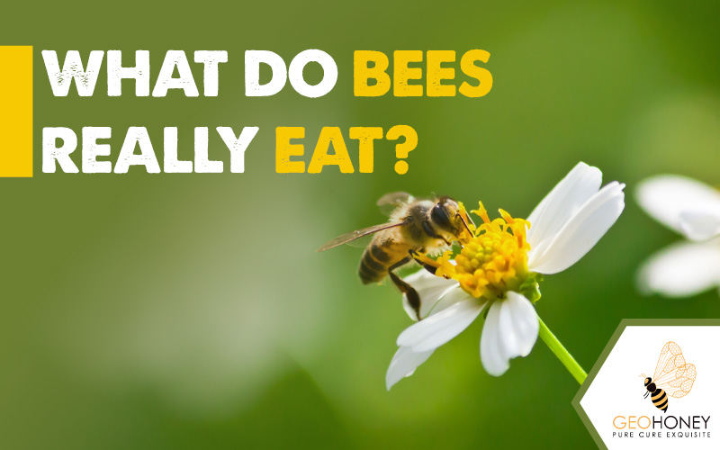 What Do Bees Really Eat?